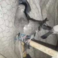 کبوتر فروش