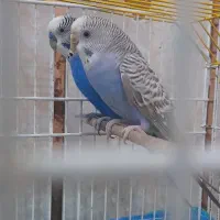 یک جفت مرغ عشق