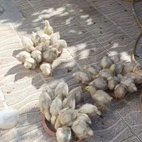 جوجه