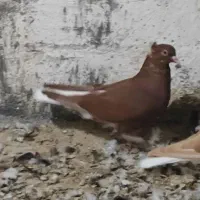 کبوتر رنگی    عقیلی|پرنده|گتوند, |دیوار