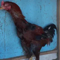 فروش جوجه لار|حیوانات مزرعه|مشگین شهر, |دیوار