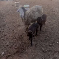 یک عدد میش دوقلو