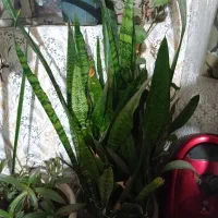 گل فروشی|گل و گیاه طبیعی|نیشابور, ده حلاج|دیوار