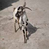 نری|حیوانات مزرعه|بندرلنگه, |دیوار