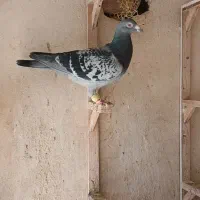 کفتر مسافتی،گراف،ساده هفترنگ،طوقی|پرنده|مشهد, رضاییه|دیوار