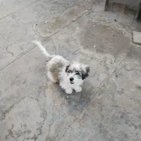 سگ شیتزو|سگ|سبزوار, هویزه|دیوار