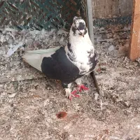 کفتر پرشی|پرنده|تهران, زیبادشت|دیوار