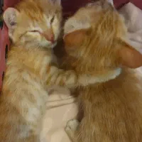گربه خواهر برادر