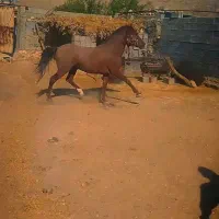 فروشی اسب نریون نژادکرد ۳سال