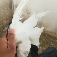 کبوتر