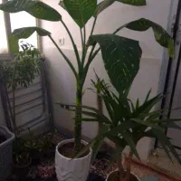 گل دیفن باخیا با گل یوکا