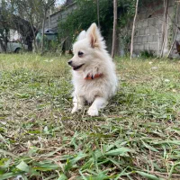 سک چیواوا|سگ|رشت, لاکان شهر|دیوار