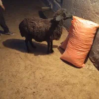 یک عدد میش واسه تا بزغاله