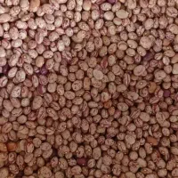 پخش حبوبات احمدی|خوردنی و آشامیدنی|رشت, شهرک قدس|دیوار