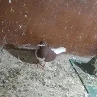 کفتر