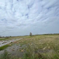 فروش زمین برنج کاری با2تن عملکرد/برجاده اصلی|فروش زمین و ملک کلنگی|رودبنه, |دیوار