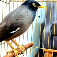 مرغ مینا  نر