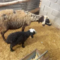 سلام میش جوان بره دار بره نر سالم و سرحال