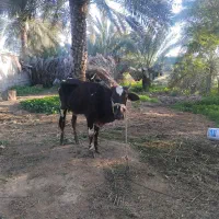 گاو|حیوانات مزرعه|رودخانه, |دیوار