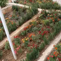 خدمات باغبانی باغچه کاری تعویض خاک گلدون کاشت گل