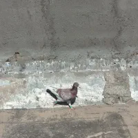 قرگی|پرنده|مشهد, شهید شهریاری|دیوار