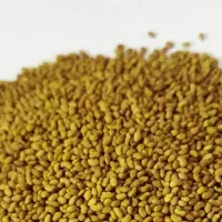 بذر گندم و بذر یونجه درجه یک