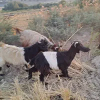 بز نر وماده نژادی درجه یک|حیوانات مزرعه|خرم‌آباد, |دیوار