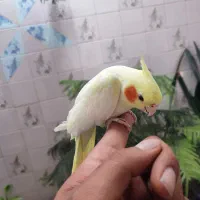 عروس هلندی|پرنده|محلات, |دیوار