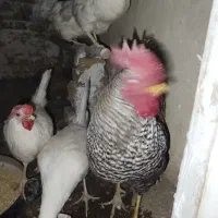 خروس نژاد پیلیموت راک محلی