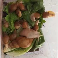 حلزون صورت|خزنده|اراک, |دیوار