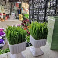 سبزه گندم درجه یک