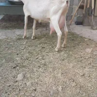 یک راس بز سانن  اصل شیرده وابستن