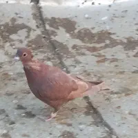 سبز چاپی و پشتی کویتی زرد|پرنده|بوژگان, |دیوار