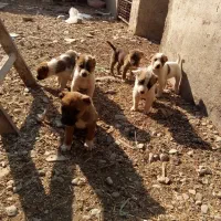 توله سرابی|سگ|پیشوا, |دیوار