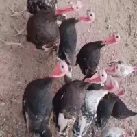 فروش بوقلمون ارگانیک