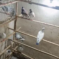 کهنه کفتر|پرنده|آران و بیدگل, |دیوار