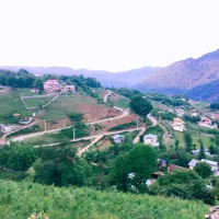 فروش چوب صنوبر از قطر ده تا سی