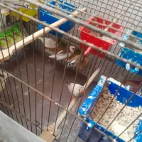 پرنده فنچ|پرنده|ری, علایین|دیوار