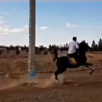 اسب نریان