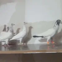 کبوتر|پرنده|تربت جام, میان جام|دیوار