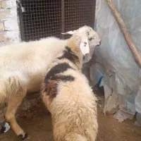 گوسفد بره نر ماده جوان