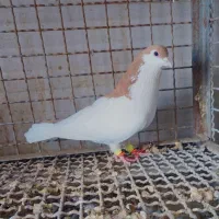 چند عدد کبوتر|پرنده|تربت‌حیدریه, میدان مرکزی|دیوار