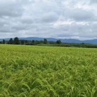 برنج هاشمی اعلاء ( جوان)