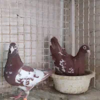 جفتگاه ذات اتم