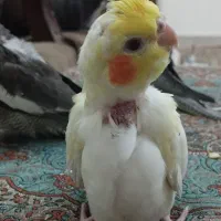 جوجه عروس هلندی ۴۰ روزه