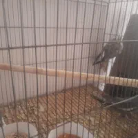 عروس هلندی|پرنده|سمنان, |دیوار