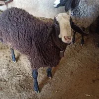 بره نر گوشتی