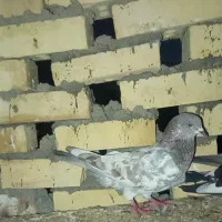 کبوتر رنگی|پرنده|سوسنگرد, |دیوار