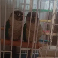 یک جفت گرینجیک