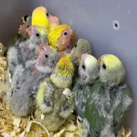 طوطی برزیلی سرلاکی در انواع رنگ پرنده سرای توئیتی|پرنده|قائمشهر, |دیوار